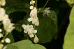 Fringed black bindweed